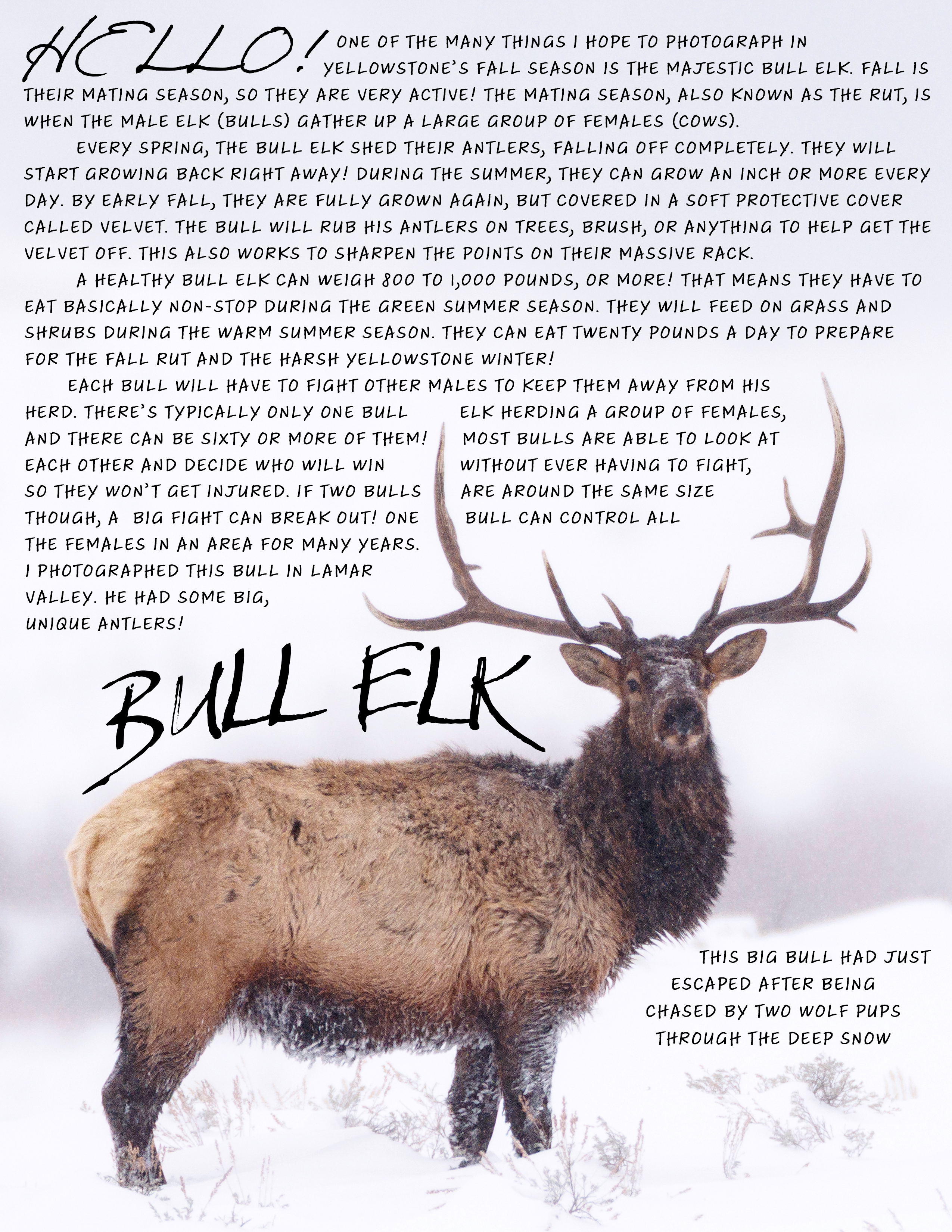 Bull Elk