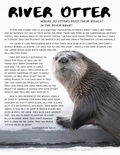 River Otter