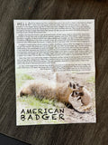 American Badger
