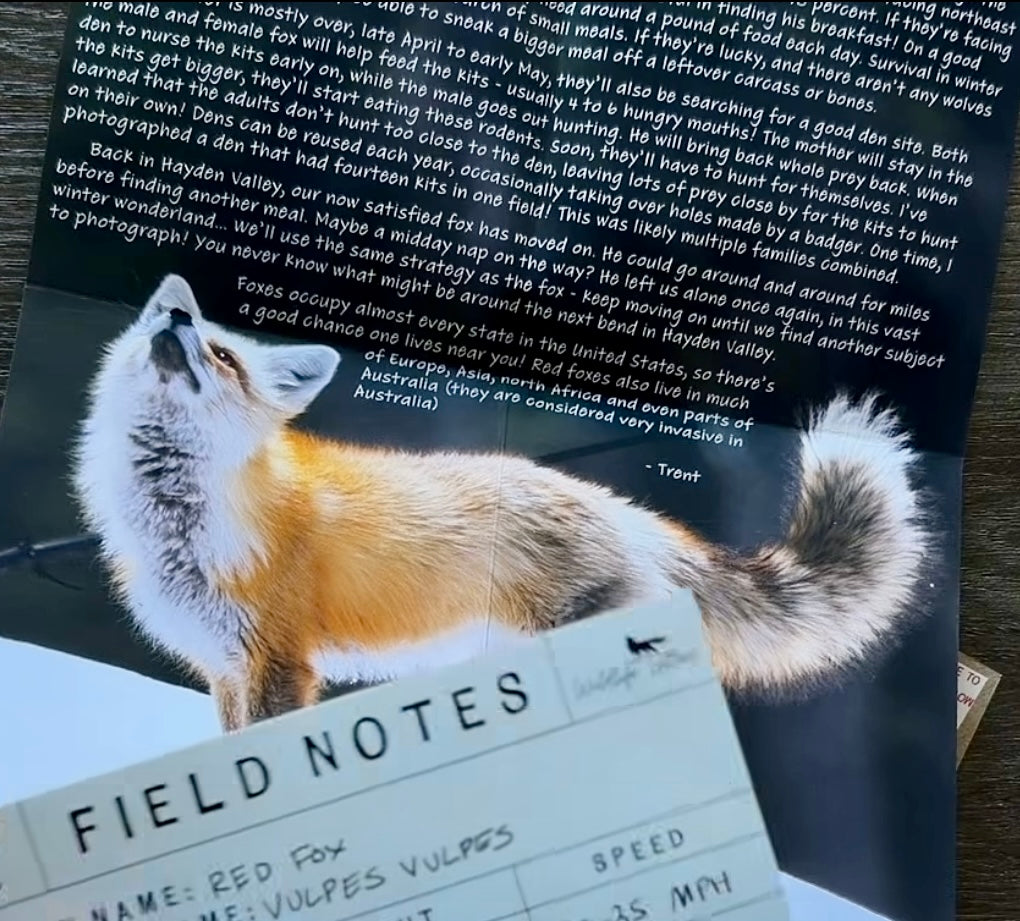 Past Letters Bundle (7 Animals)