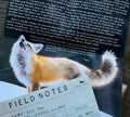 Red Fox