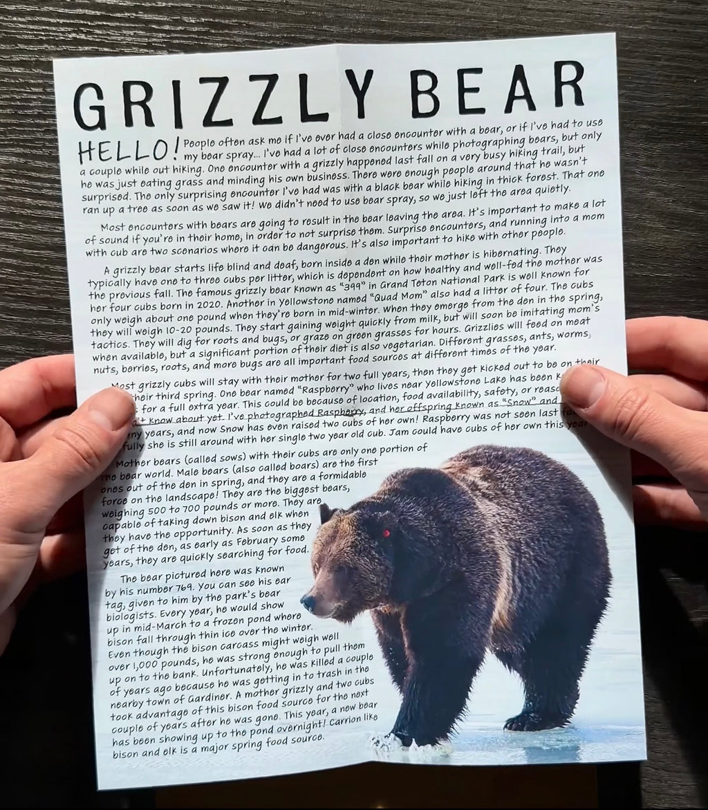 Grizzly Bear
