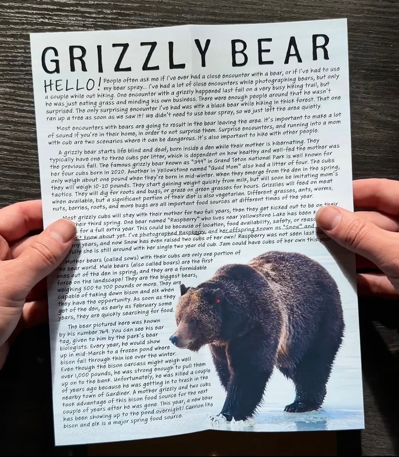 Grizzly Bear