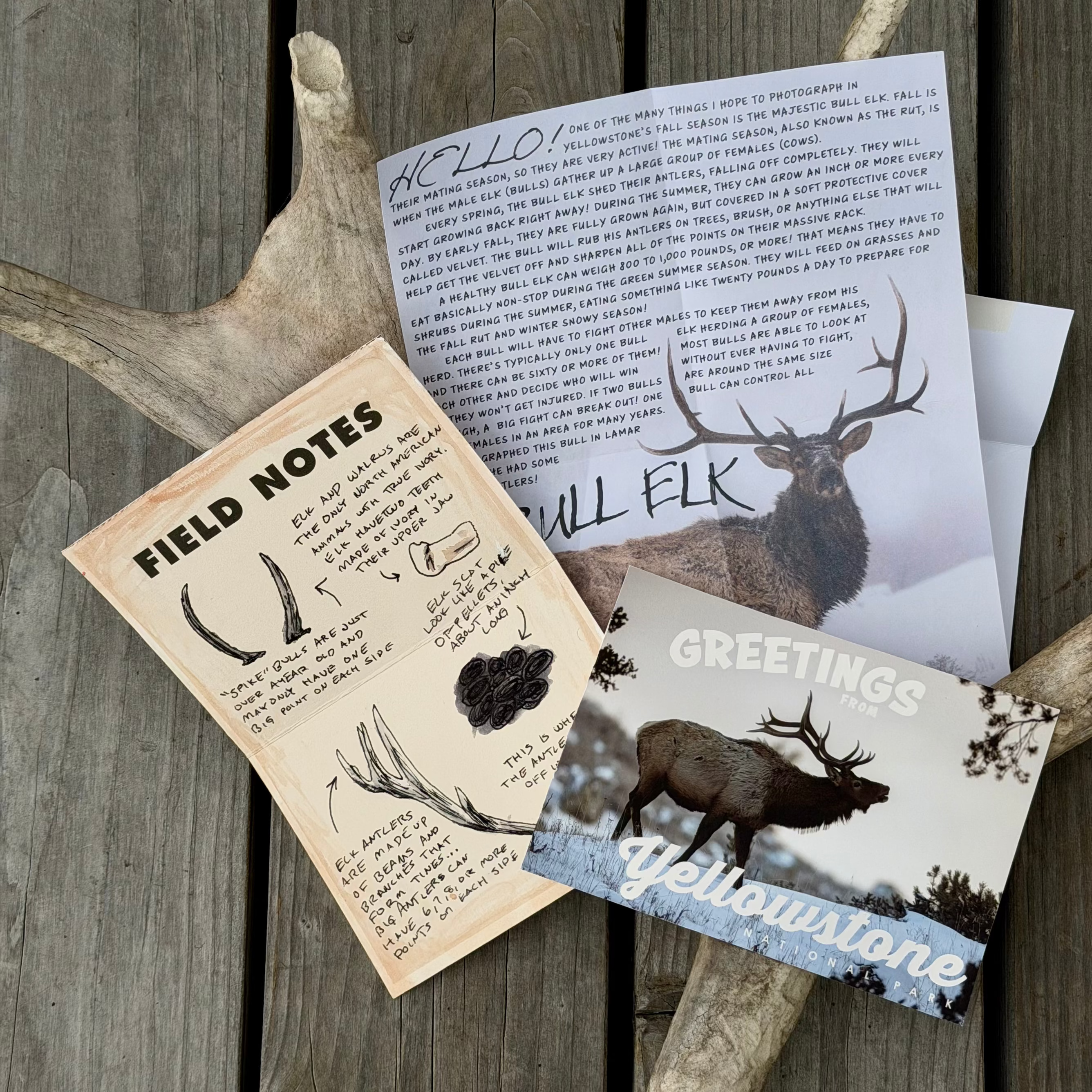 Monthly Wildlife Letter