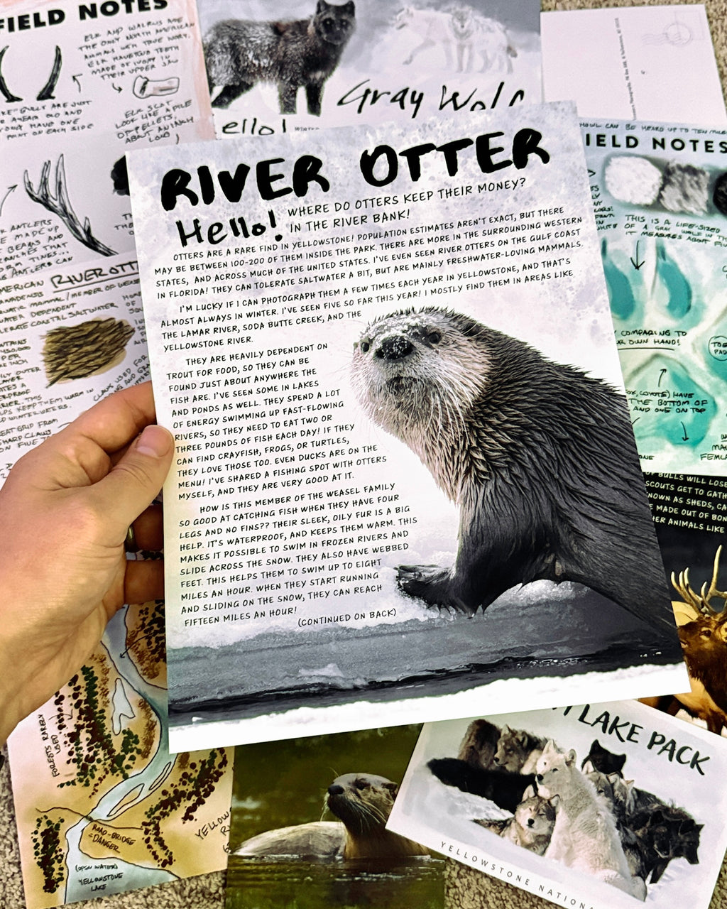 Monthly Wildlife Letter