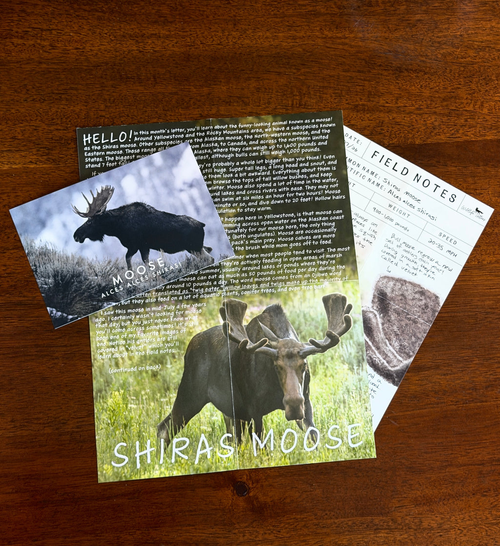 Past Letters Bundle (7 Animals)