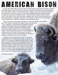 Bison