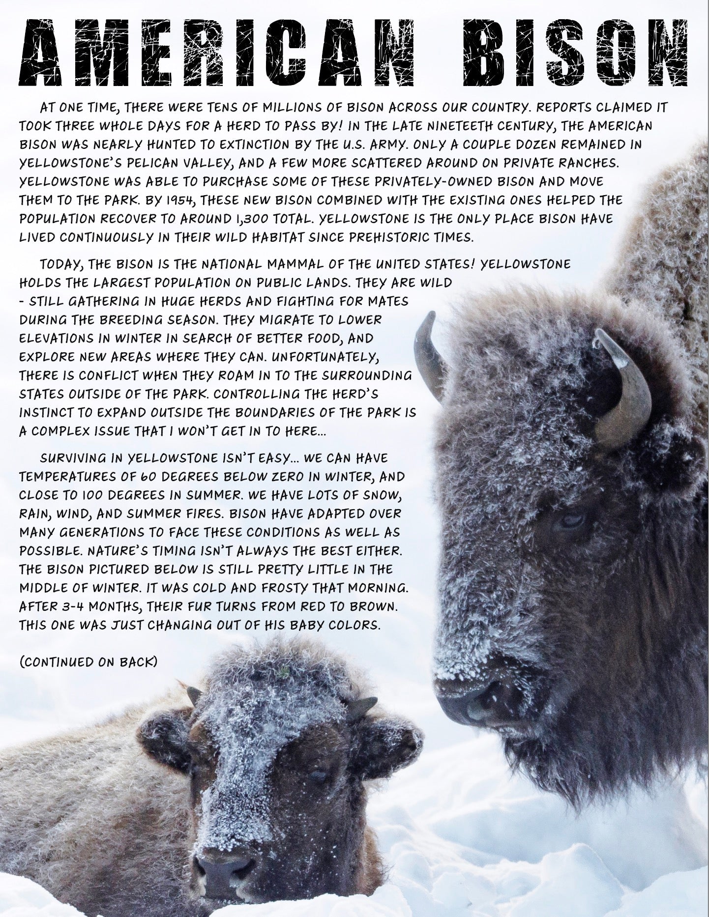 Bison