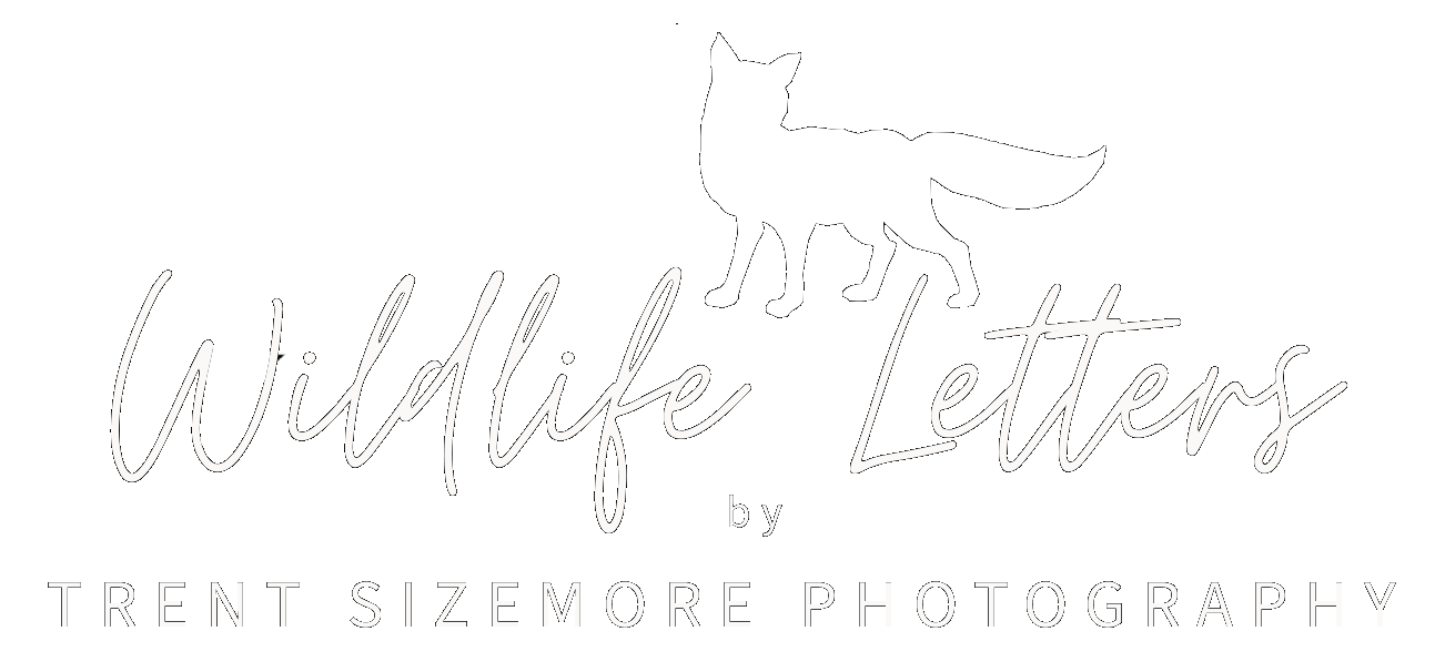 Wildlife Letters by Trent Sizemore Photography