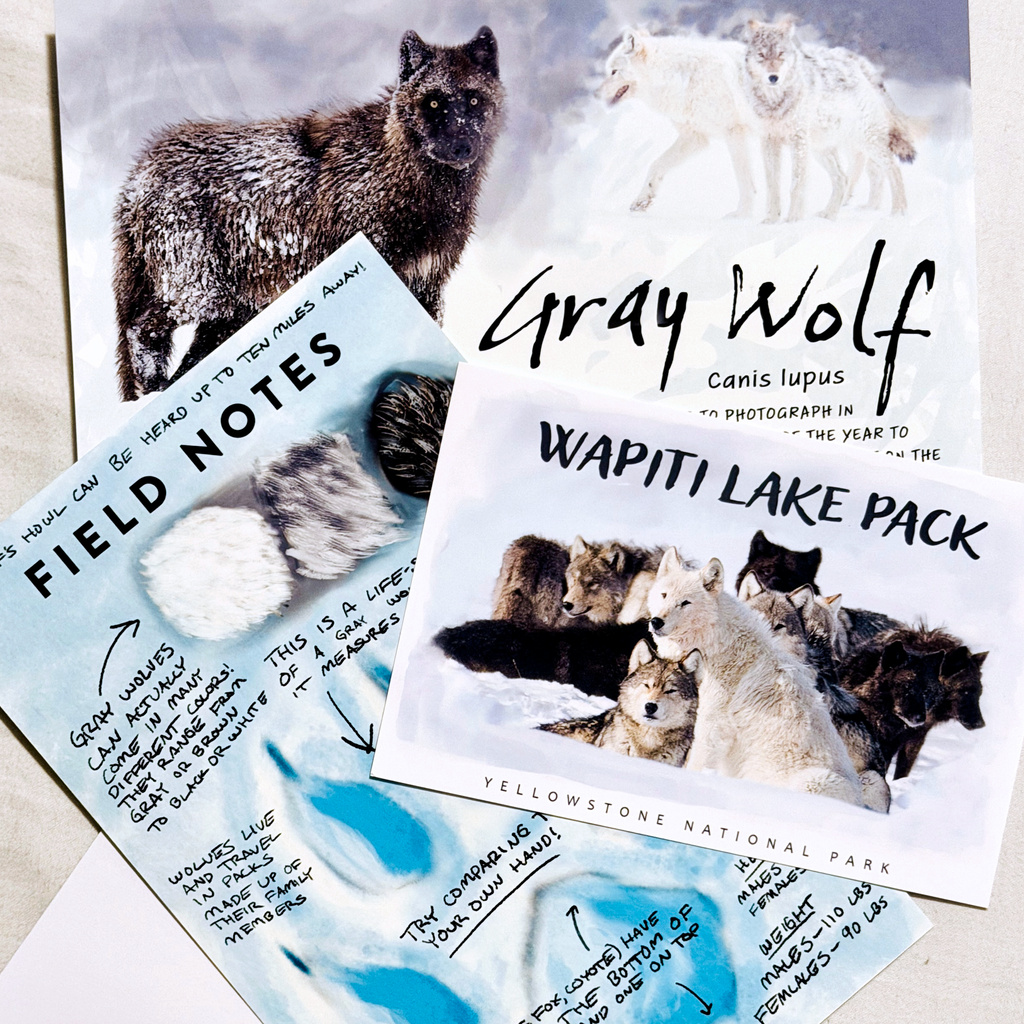 Monthly Wildlife Letter